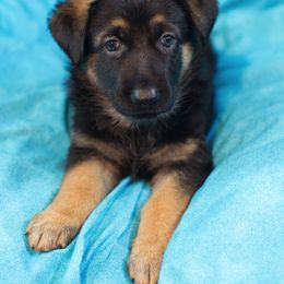 German Shepherd Puppies from Freitag Kennels
