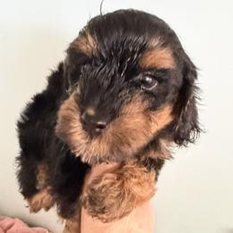 Boy 4 - Phantom male Goldendoodle puppy in Longs, South Carolina from Mermaids Lair Doodles