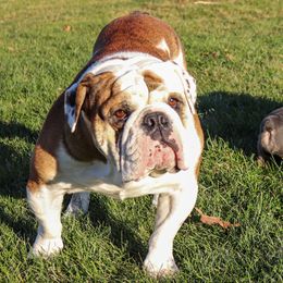 Obi - Bulldog