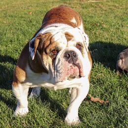 Obi - Bulldog