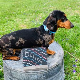 Bullet - Dachshund
