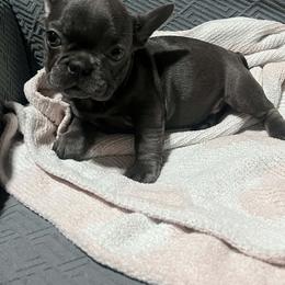 French Bulldog puppies from Velvet Fluffy Pups