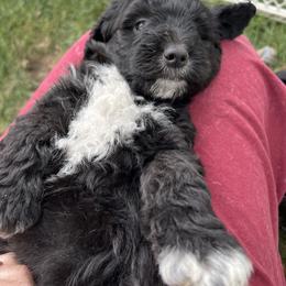 Golden Aussiedoodle and Goldendoodle Puppies from Wild Rose Tiny Poodles & Doodles