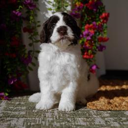Becky - Chocolate female Australian Labradoodle puppy in Clarksville, Tennessee from Fairytale Lane Australian Labradoodles