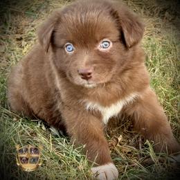 Rosalina - Red & white female Australian Shepherd puppy in El Dorado Springs, Missouri from HP Aussie Kennels