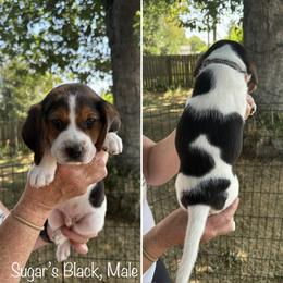 Sugar's Black  - Reserved - Black red and white male Beagle puppy in Brownsville, Oregon from Beagles on the Run
