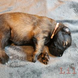 Lilac - Mahogany and black female Belgian Tervuren puppy in Merrill, Michigan from Reves Vifs Belgian Shepherds