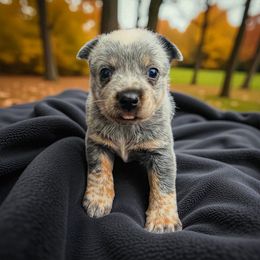 Luchesse - runt girl - Blue female Australian Cattle Dog puppy in Kalispell, Montana from BTR Australian Cattle Dogs