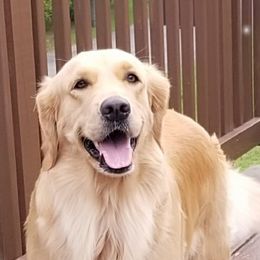 Golden Retrievers from Starview Golden Retrievers
