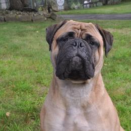  - Bullmastiff