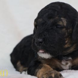 Star - Poodle puppy from K & M Home Kennels