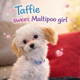 Taffie Most Gracefull - Cream female Maltipoo puppy in Chattanooga, Tennessee from Joy-fur puppies