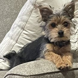 Morkie and Yorkshire Terrier All Grown Up from M.Y. Morkies and Yorkies