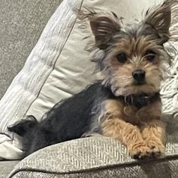Morkie and Yorkshire Terrier All Grown Up from M.Y. Morkies and Yorkies