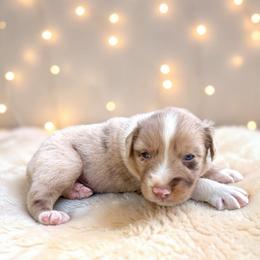 Sterling - Red merle male Australian Shepherd puppy in Statesville, North Carolina from Charming Australian Shepherds