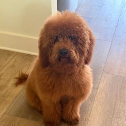 Westley - Goldendoodle