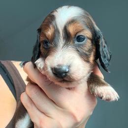 Nugget - Red female Dachshund puppy in Tucson, Arizona from Tucson Dachshund Co.
