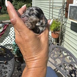 Girl 4 - Dapple female Dachshund puppy in Ecorse, Michigan from Amberly's Dachshunds