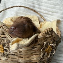 Izzy - Yellow female Labrador Retriever puppy in Angola, Indiana from Reniers Labrador Retrievers