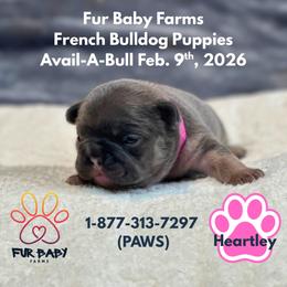 Heartley - Tricolors female French Bulldog puppy in Michigan from Fur Baby Farms