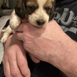Girl 1 - Piebald female Dachshund puppy in Spokane, Washington from Dearhaven Doxie