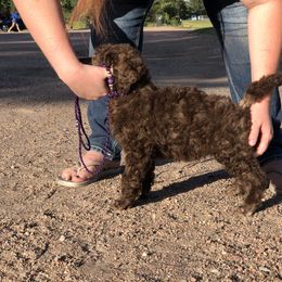 German Shepherd and Poodle Puppies from United Broughton Kennel