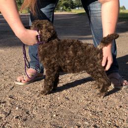 German Shepherd and Poodle Puppies from United Broughton Kennel