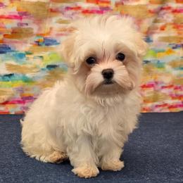 Angel - White female Maltese puppy in Monticello, Iowa from Ashley’s Puppies