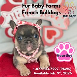 Heartley - Tricolors female French Bulldog puppy in Michigan from Fur Baby Farms