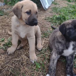 Anatolian Shepherd Dog All Grown Up from Schmahl Family Farms