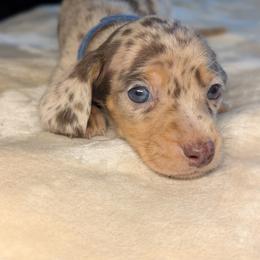 Maximus - Dapple male Dachshund puppy in Waddell, Arizona from The Bearded Companions