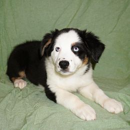 Phoenix - Black tri-color male Australian Shepherd puppy in Columbus, Ohio from Gypsy River Aussies