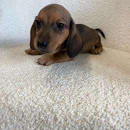 Two - Red male Dachshund puppy in Spokane, Washington from Dearhaven Doxie