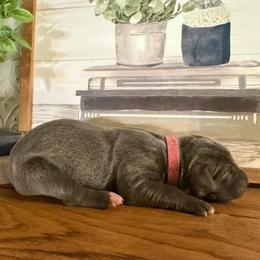 Aniline - Blue female Great Dane puppy in Carencro, Louisiana from Halsey Danes
