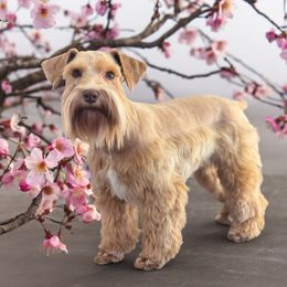 Hazel - Miniature Schnauzer