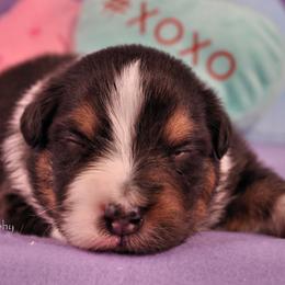 Australian Shepherd Puppies from Dovehawk Australian Shepherds