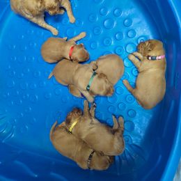 Chesapeake Bay Retriever and Golden Retriever Puppies from Lakes 'N Fields Retrievers