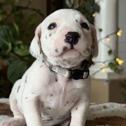 1st pick female - White and black female Dalmatian puppy in Lake Mathews, California from Bully Market