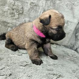 Girl pink - Wheaten female Cairn Terrier puppy in Lore City, Ohio from Loves Kennel