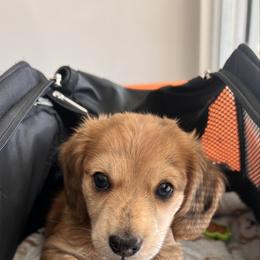 Chocolate chip. AKC PRA Clear - Dapple male Dachshund puppy in Miami, Florida from Maitime Dachshund