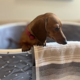 Dachshund Puppies from Sterling Dachshunds