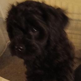 Peter - Black male Cavapoo puppy in East Providence, Rhode Island from Marta's Cavaliers