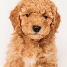 Goldendoodles from Greenhill Doodles