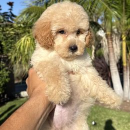 Girl 2 - Apricot female Poodle puppy in San Diego, California from Goldendoodles & Poodles of San Diego