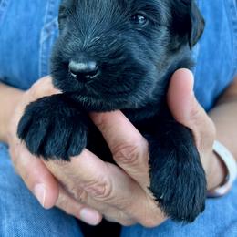 Giant Schnauzer and Miniature Schnauzer Puppies from My Angel Schnauzers