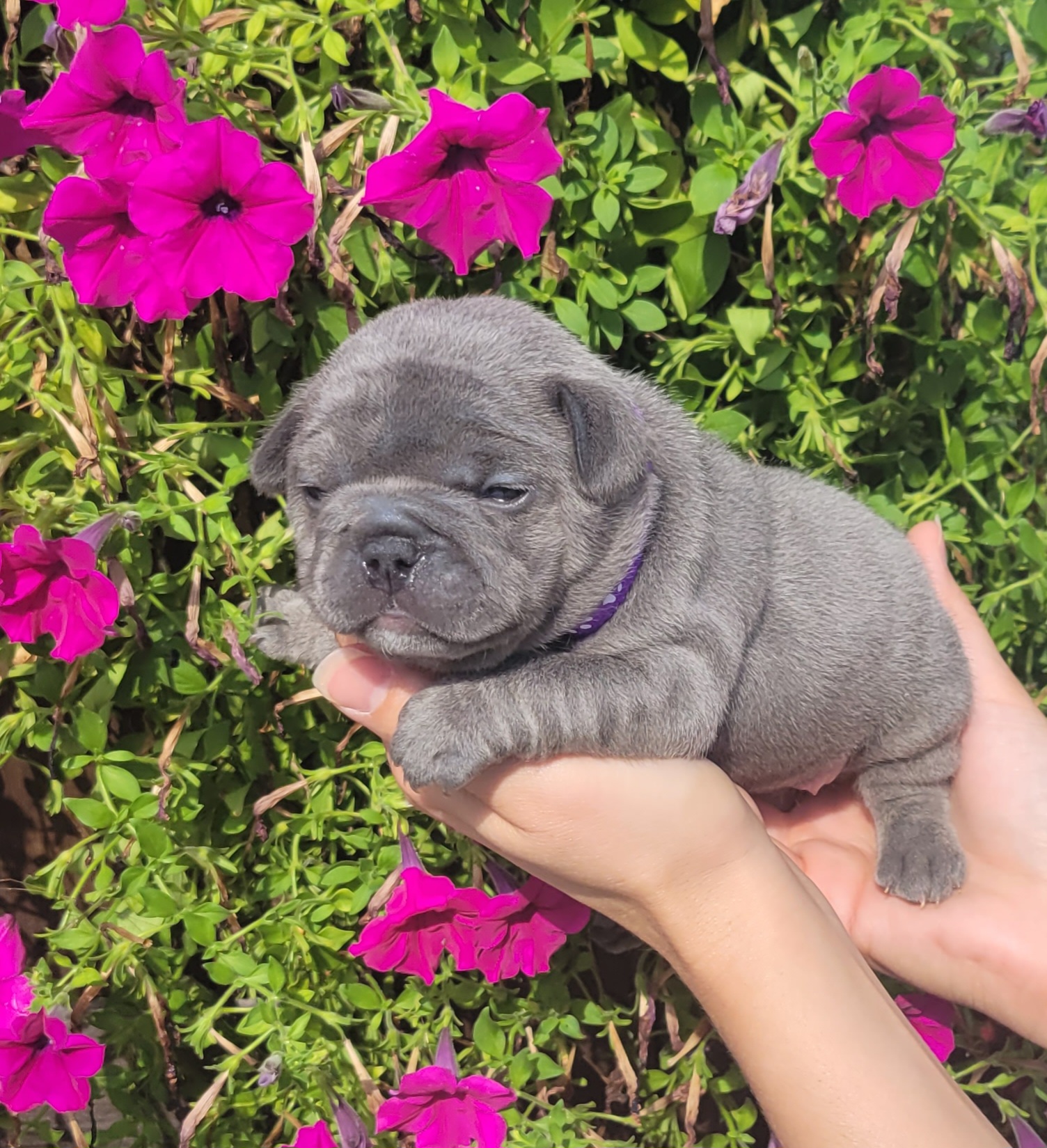 French Bulldog Puppies from Zoomie Time Frenchies
