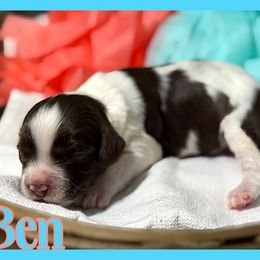 Ben - Brown and white male Cockapoo puppy in Clinton, Oklahoma from Enchanted Spaniels