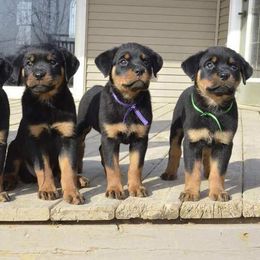 Rottweilers from Von Mitternacht Rottweilers