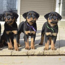 Rottweilers from Von Mitternacht Rottweilers