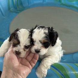 Cavapoo Puppies from Sweetheart Cavapoos